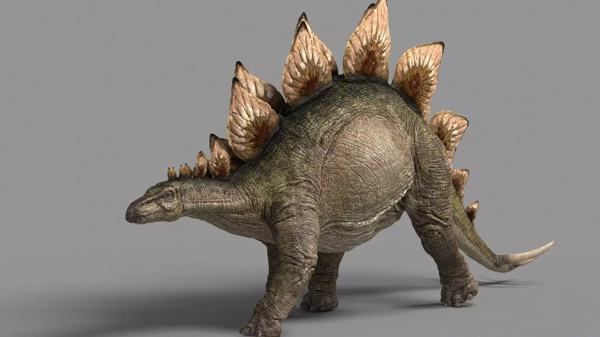 Stegosaurus animations Low-poly 3D model_0