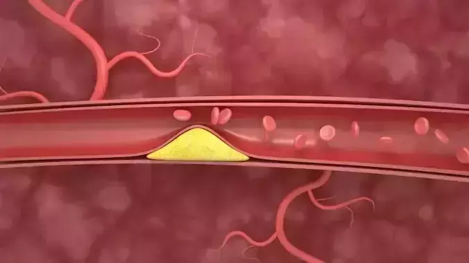 Blood Vessels Animation