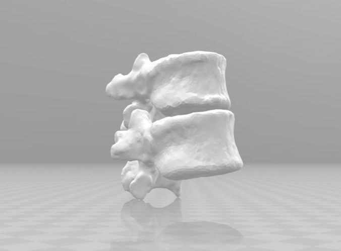 Female spine T11-T12 3D model