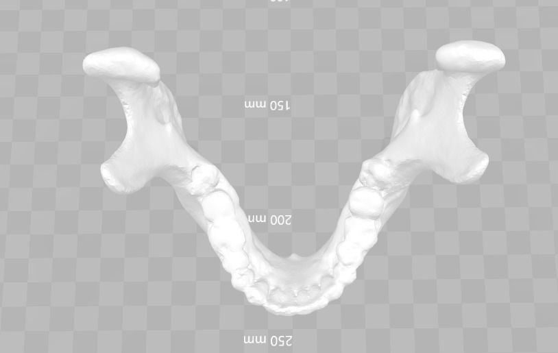 Lower jaw - male  3D model_6