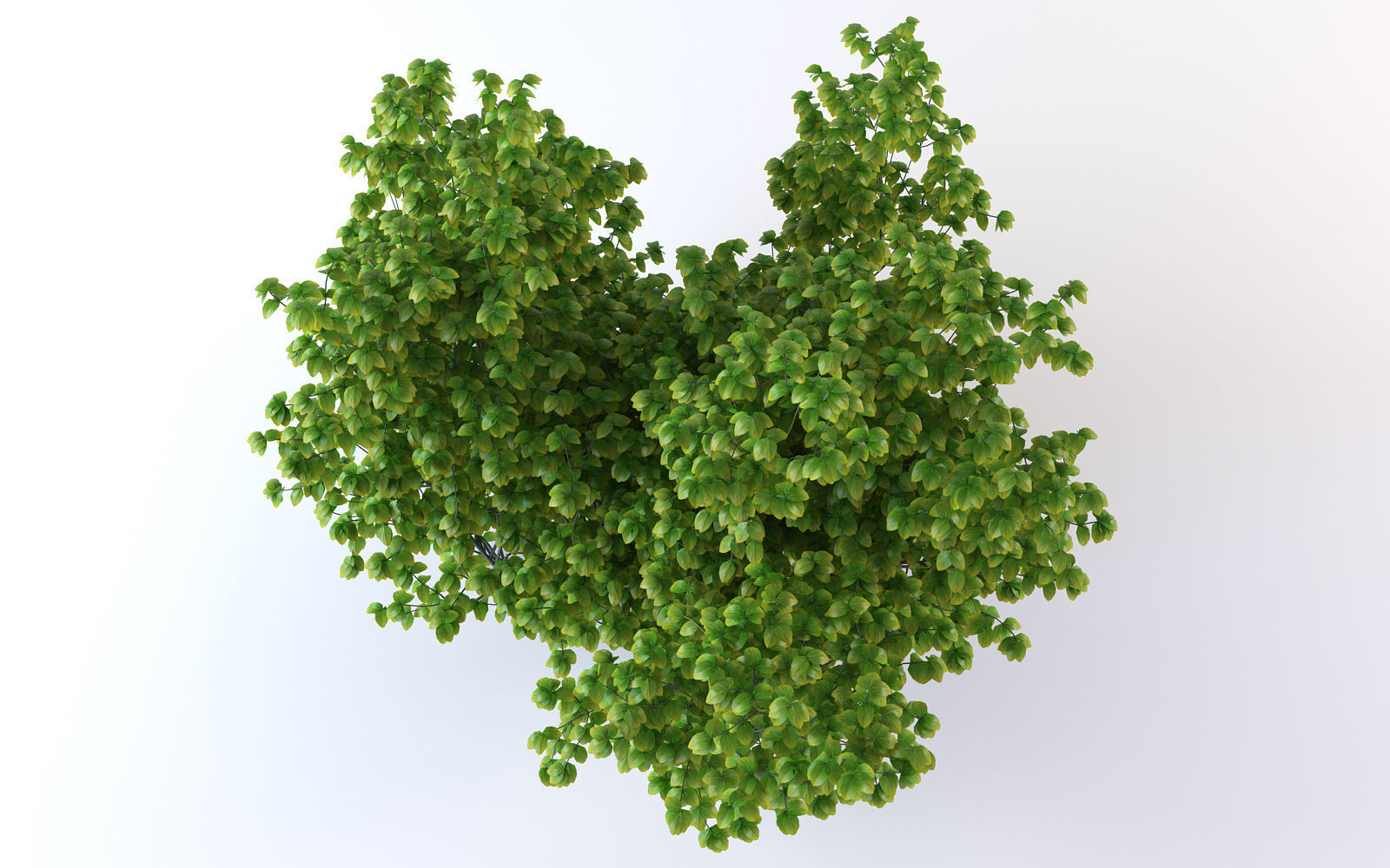 Bush Plant 3D model_6