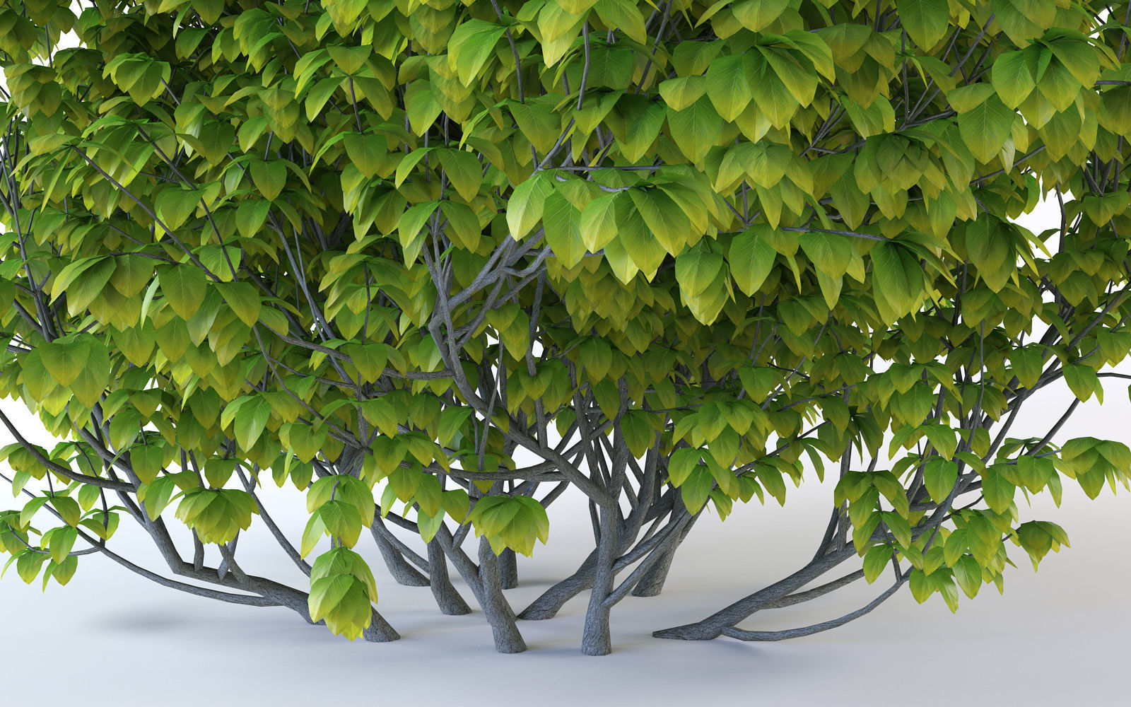 Bush Plant 3D model_7