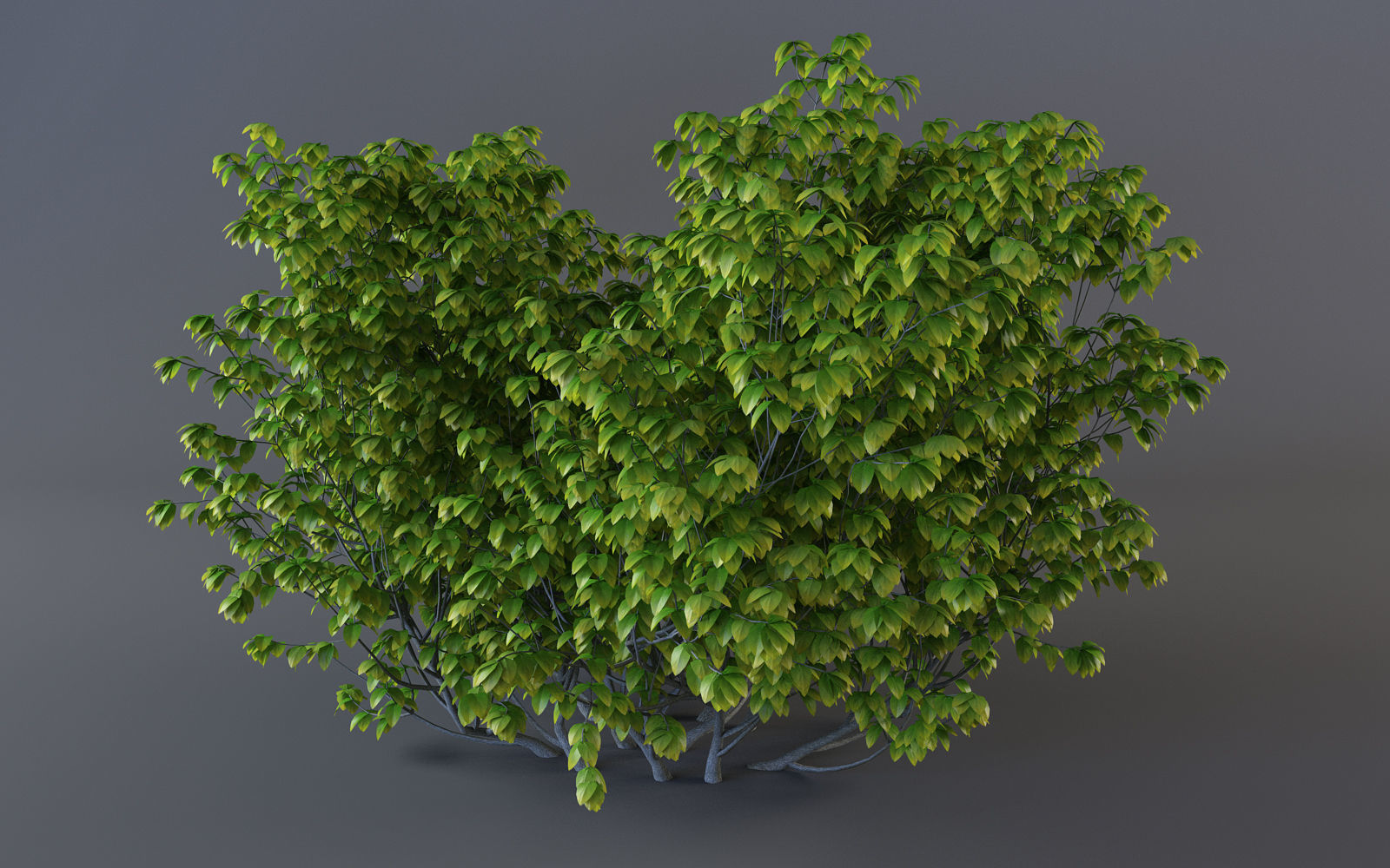 Bush Plant 3D model_2