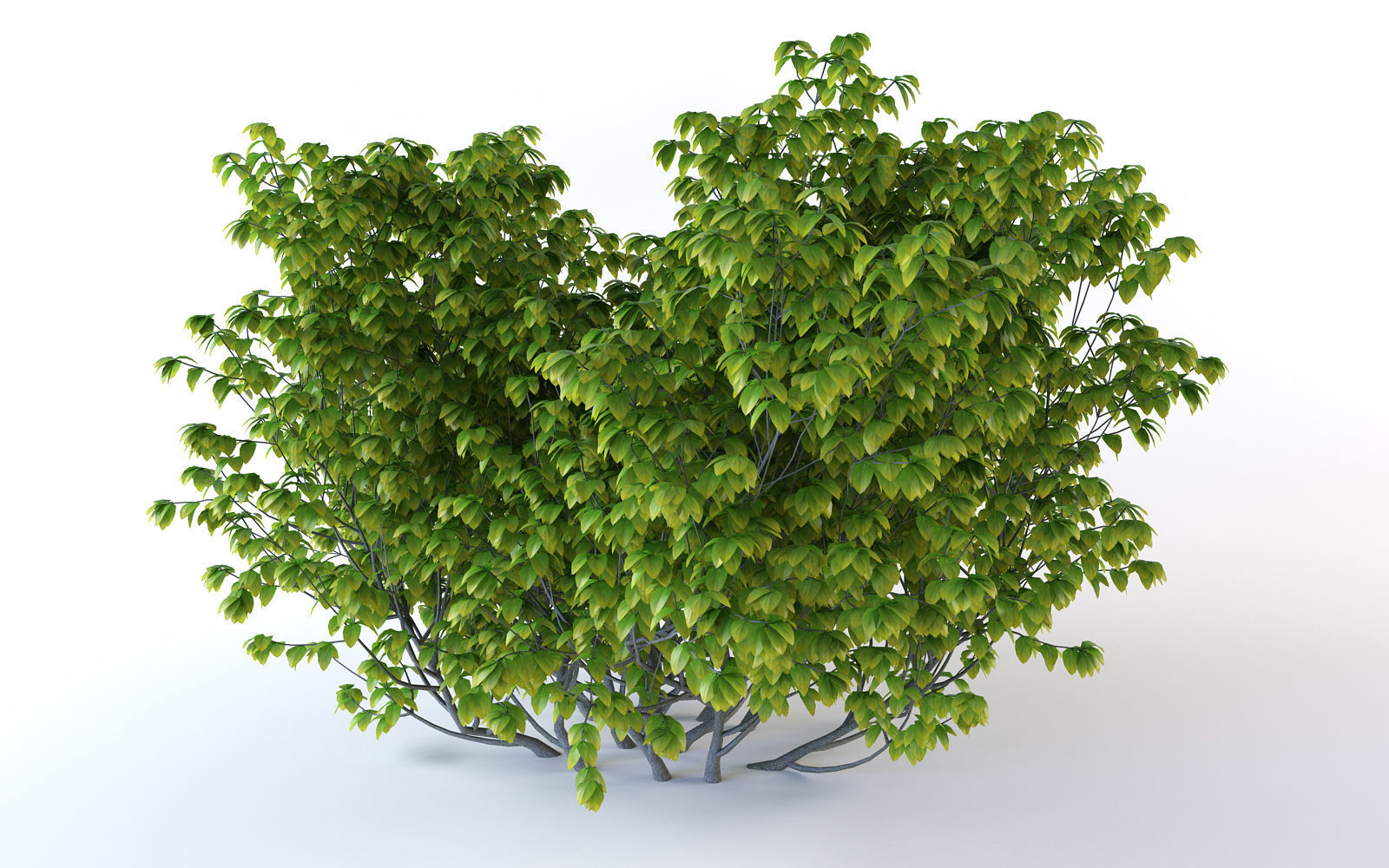 Bush Plant 3D model_1