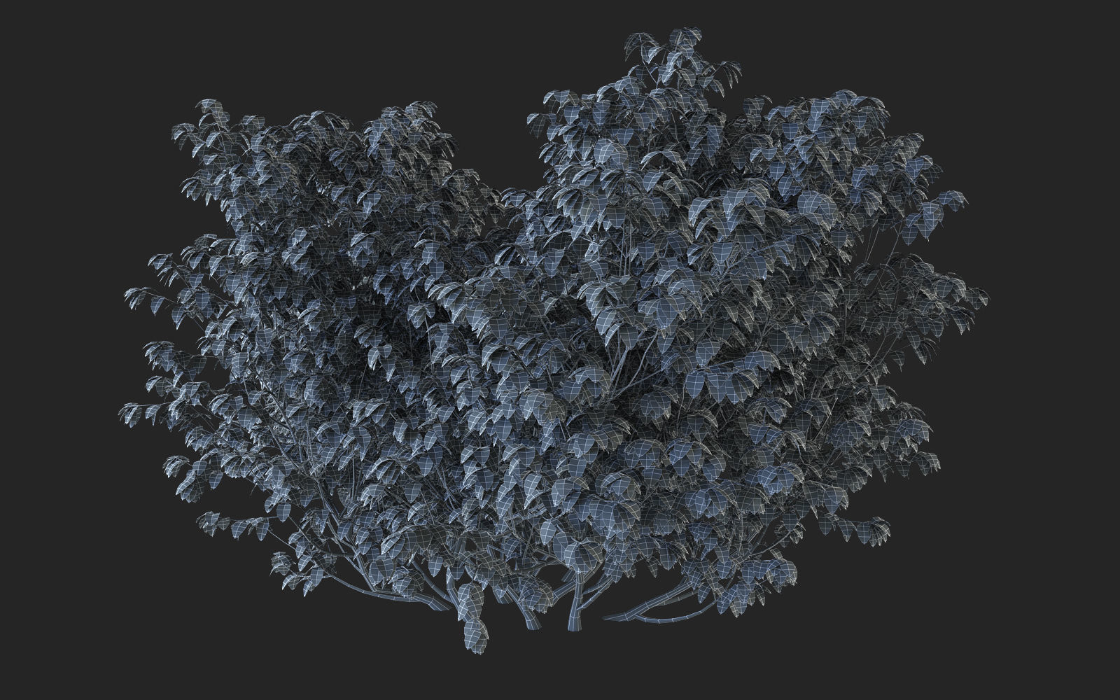 Bush Plant 3D model_3