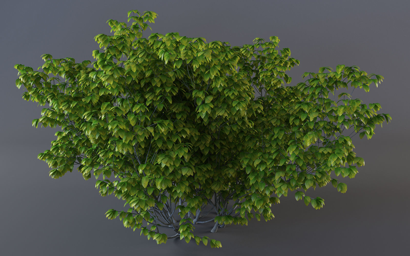 Bush Plant 3D model_5