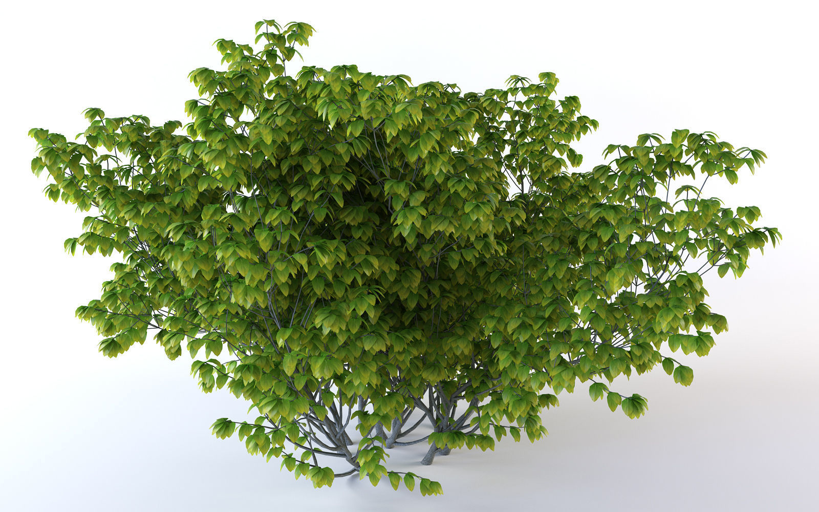 Bush Plant 3D model_4