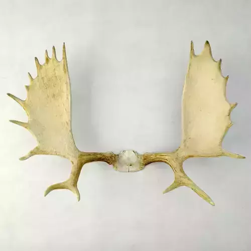 Moose Antler Rack Mount 3D model