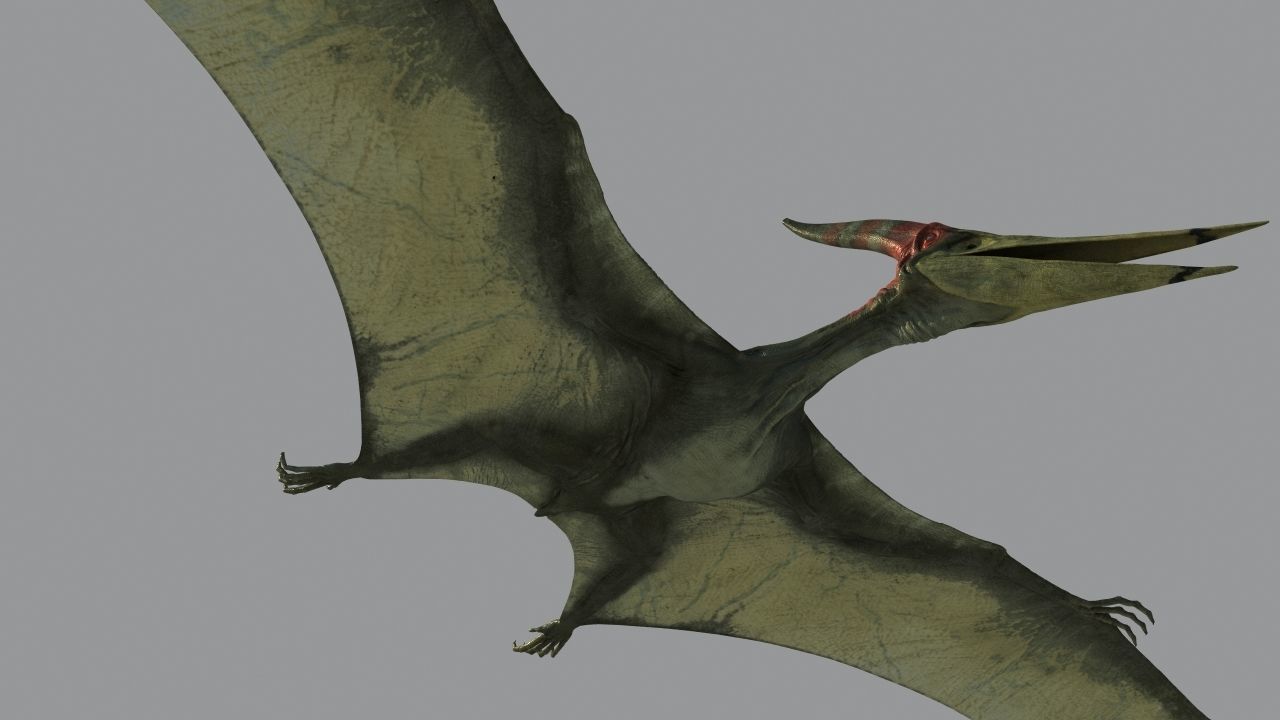 Pterodon animations Low-poly 3D model_5