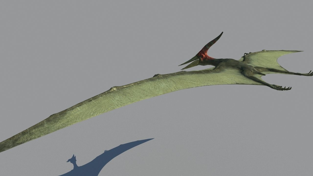 Pterodon animations Low-poly 3D model_10
