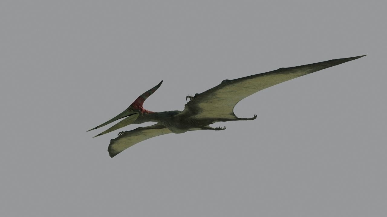 Pterodon animations Low-poly 3D model_2