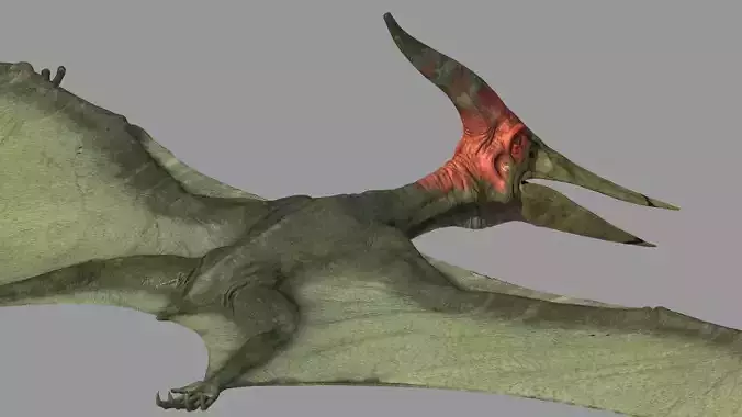 Pterodon animations Low-poly 3D model