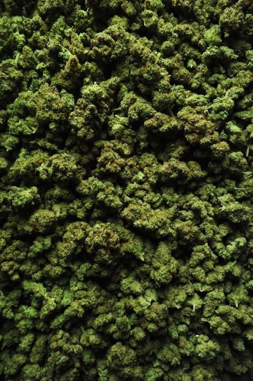 Trees Stoner Stash Low-poly 3D model_7