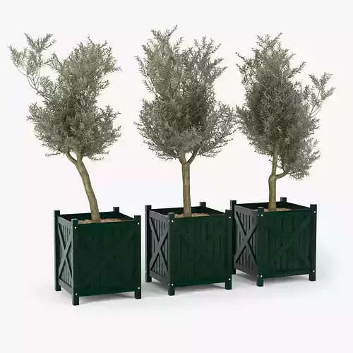 Olive tree green boxes 3D model