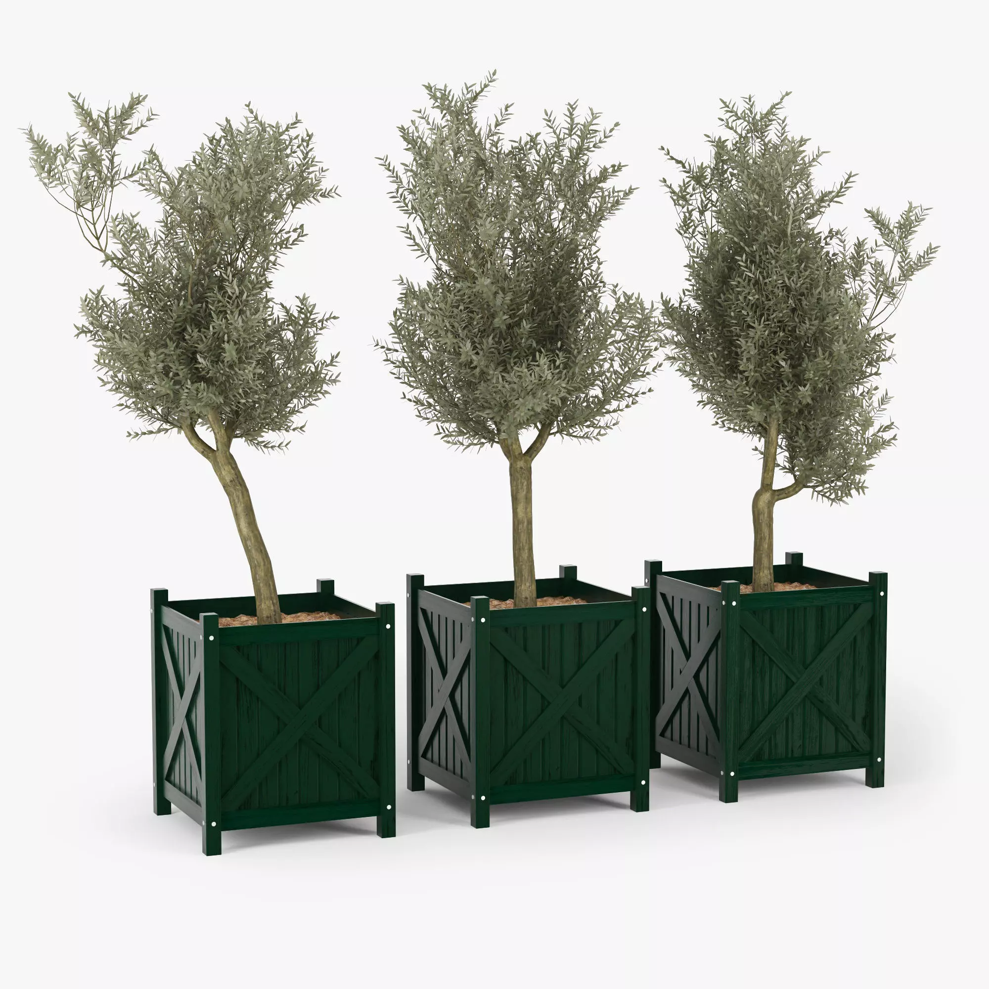 Olive tree green boxes 3D model_0