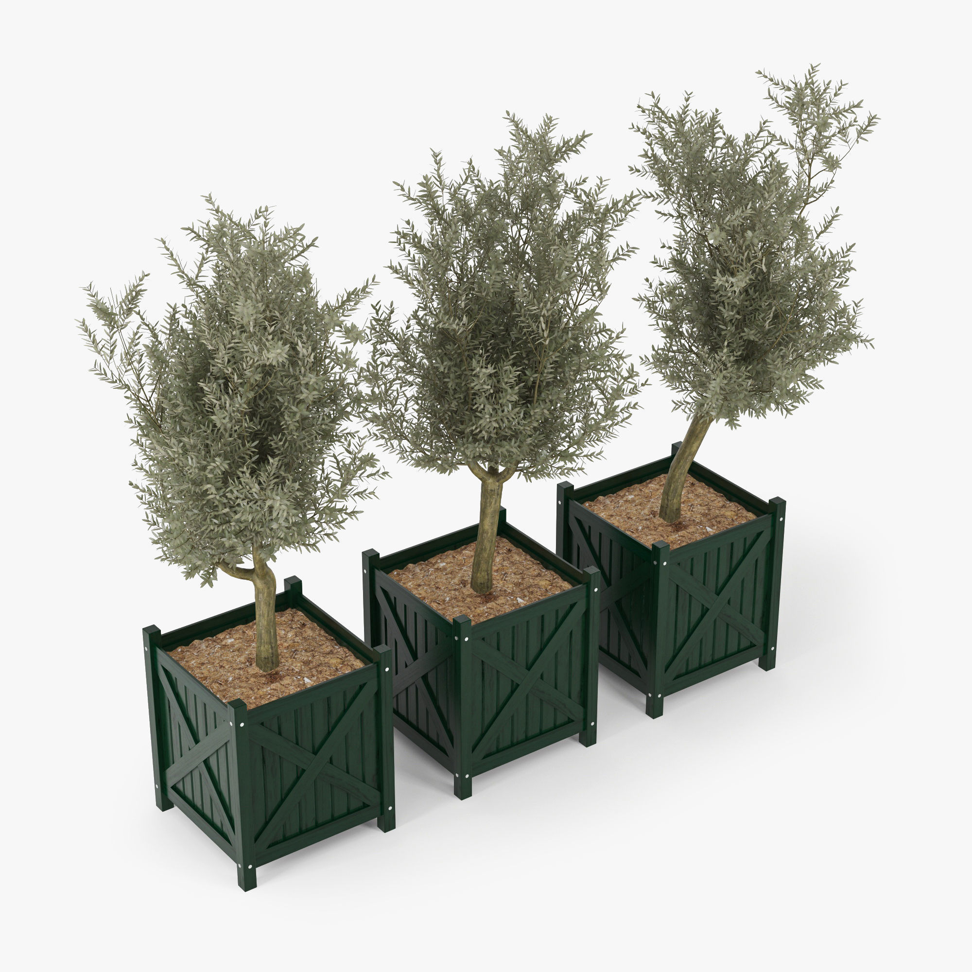 Olive tree green boxes 3D model_3