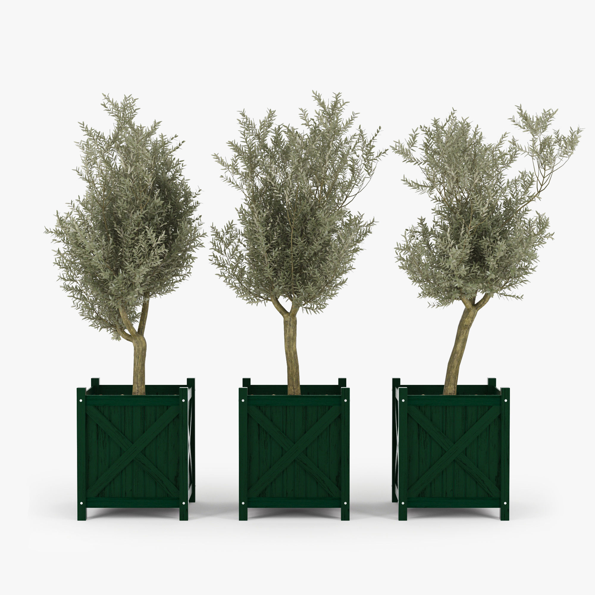 Olive tree green boxes 3D model_2