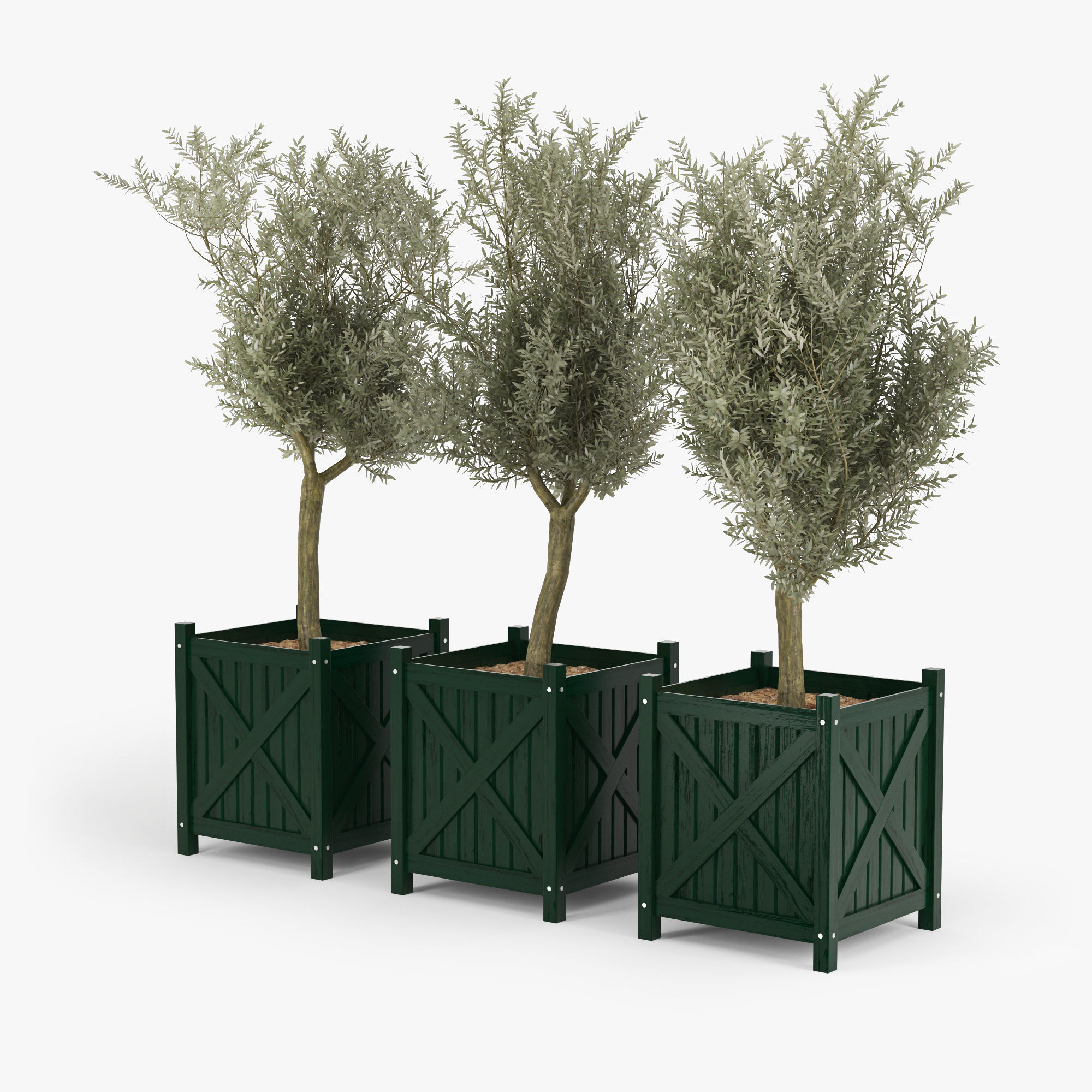 Olive tree green boxes 3D model_1