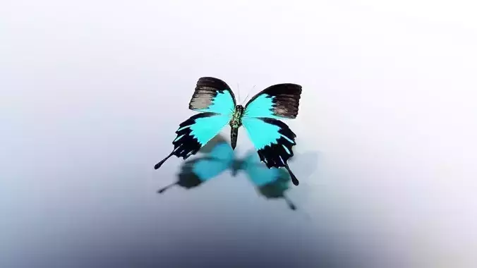 Animated Butterfly