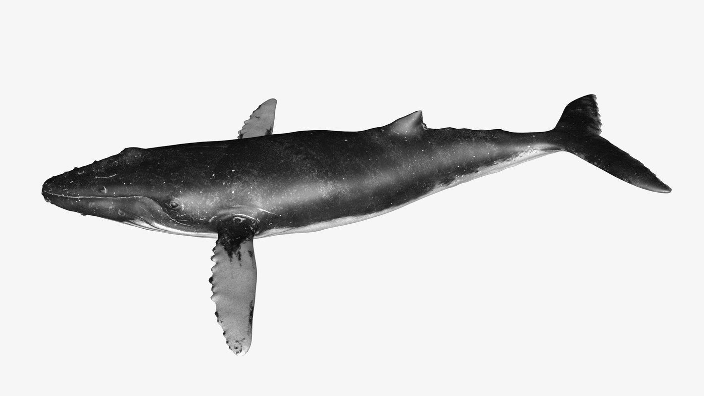 Humpback whale Low-poly 3D model_5