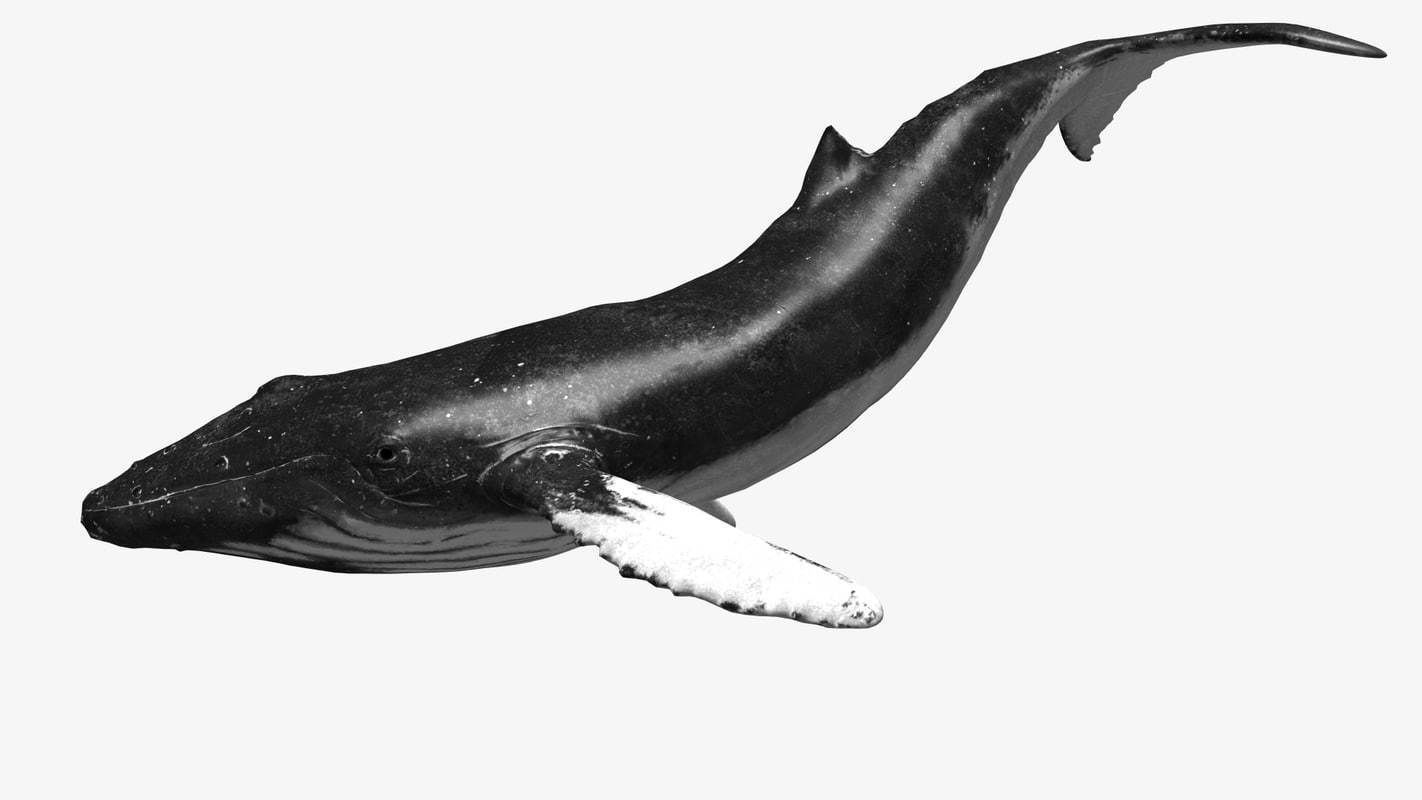 Humpback whale Low-poly 3D model_4