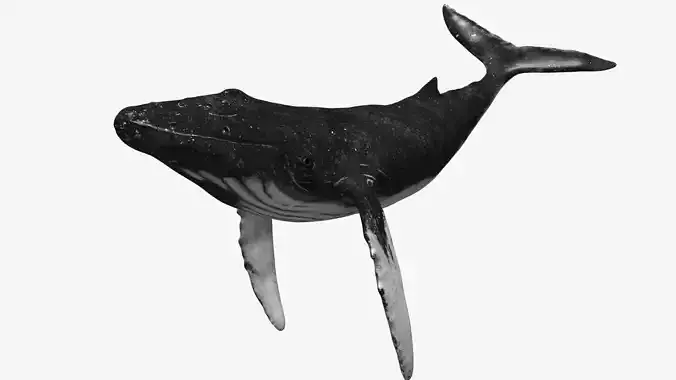 Humpback whale Low-poly 3D model