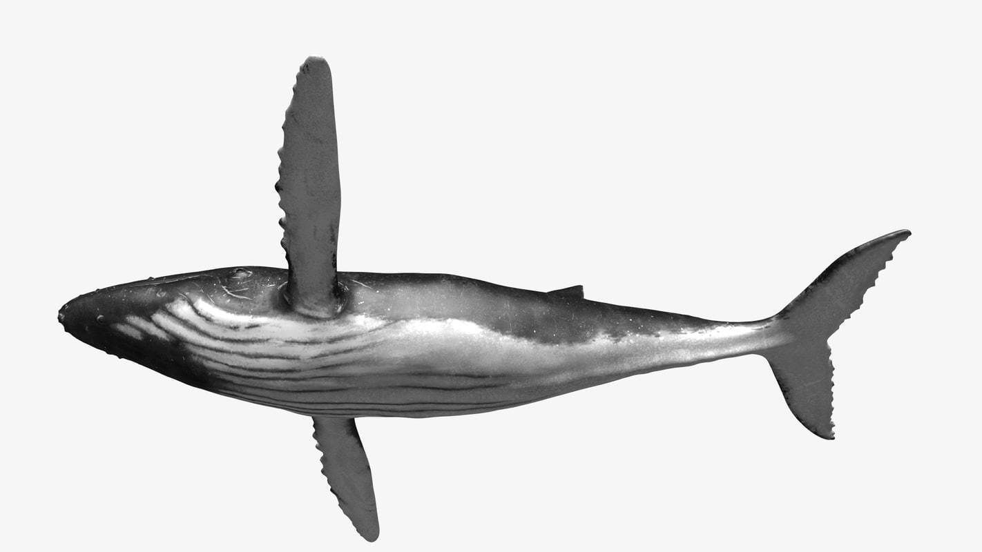 Humpback whale Low-poly 3D model_2