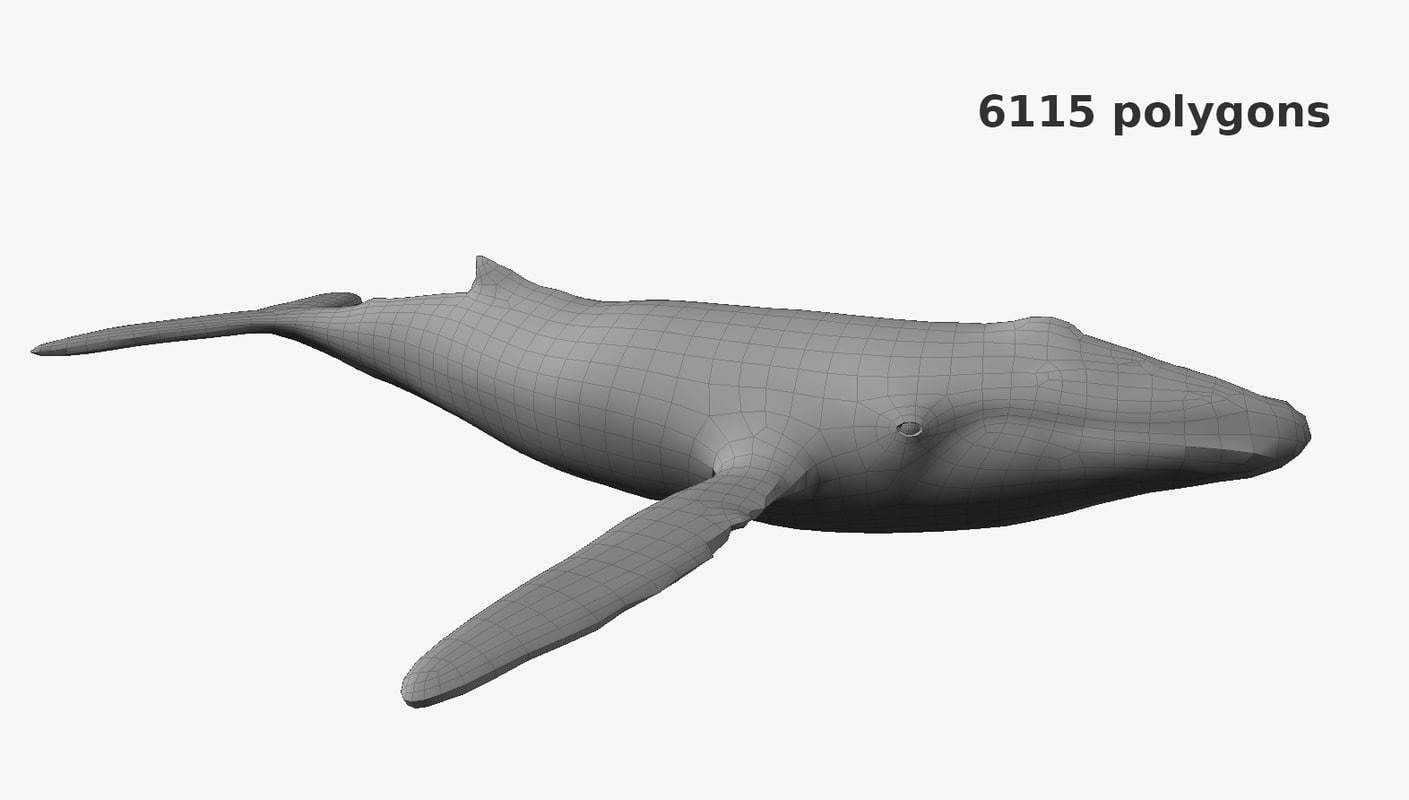 Humpback whale Low-poly 3D model_7