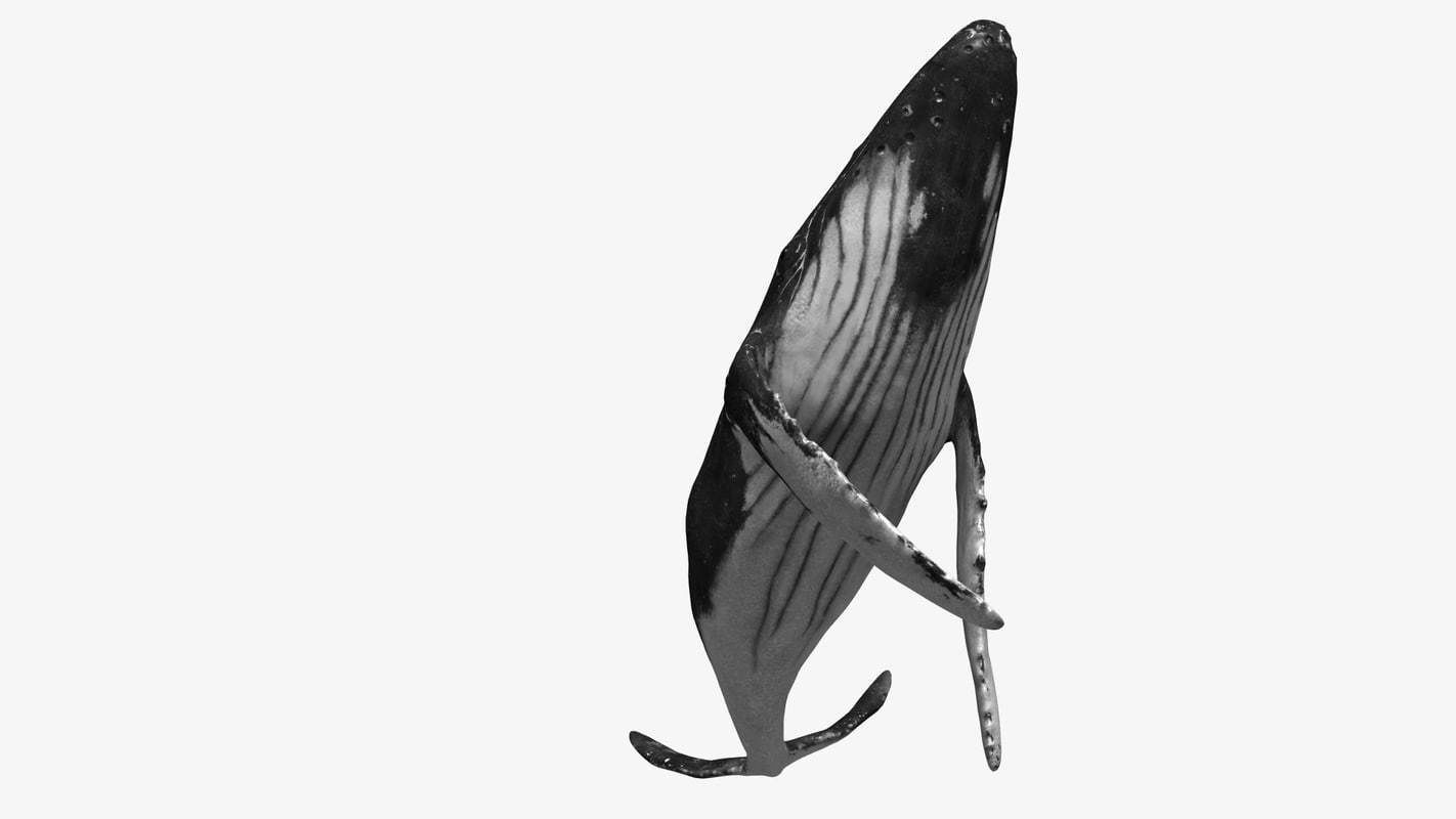 Humpback whale Low-poly 3D model_1