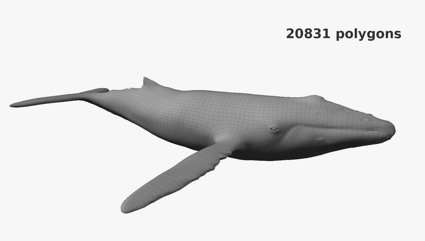 Humpback whale Low-poly 3D model_8