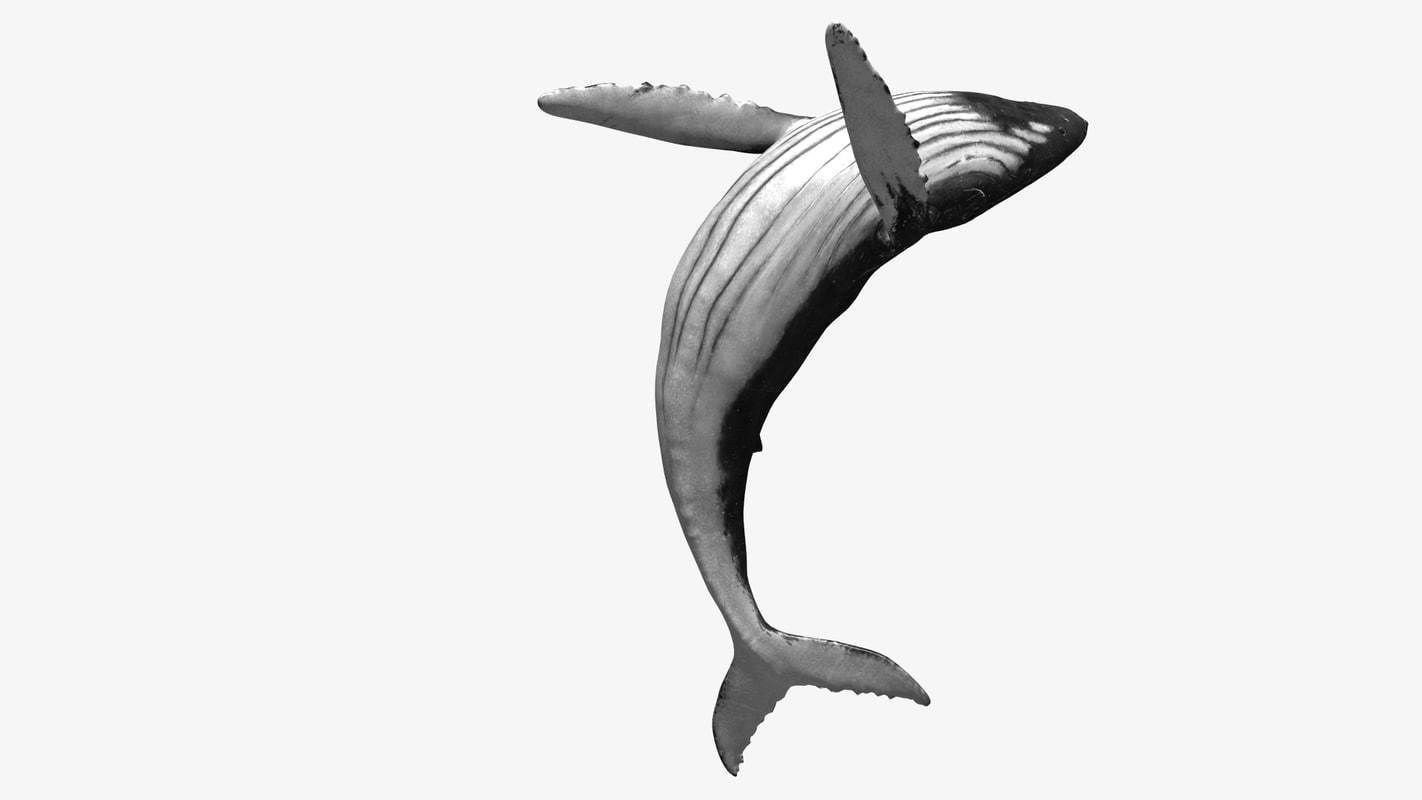 Humpback whale Low-poly 3D model_3