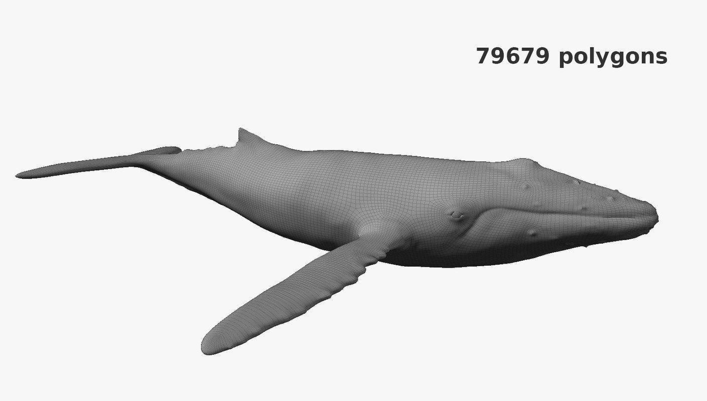 Humpback whale Low-poly 3D model_6