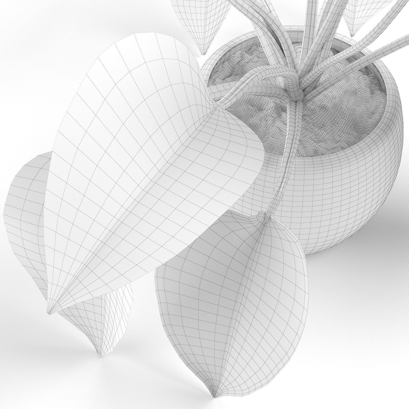 Lily Large Leaves 3D model_4