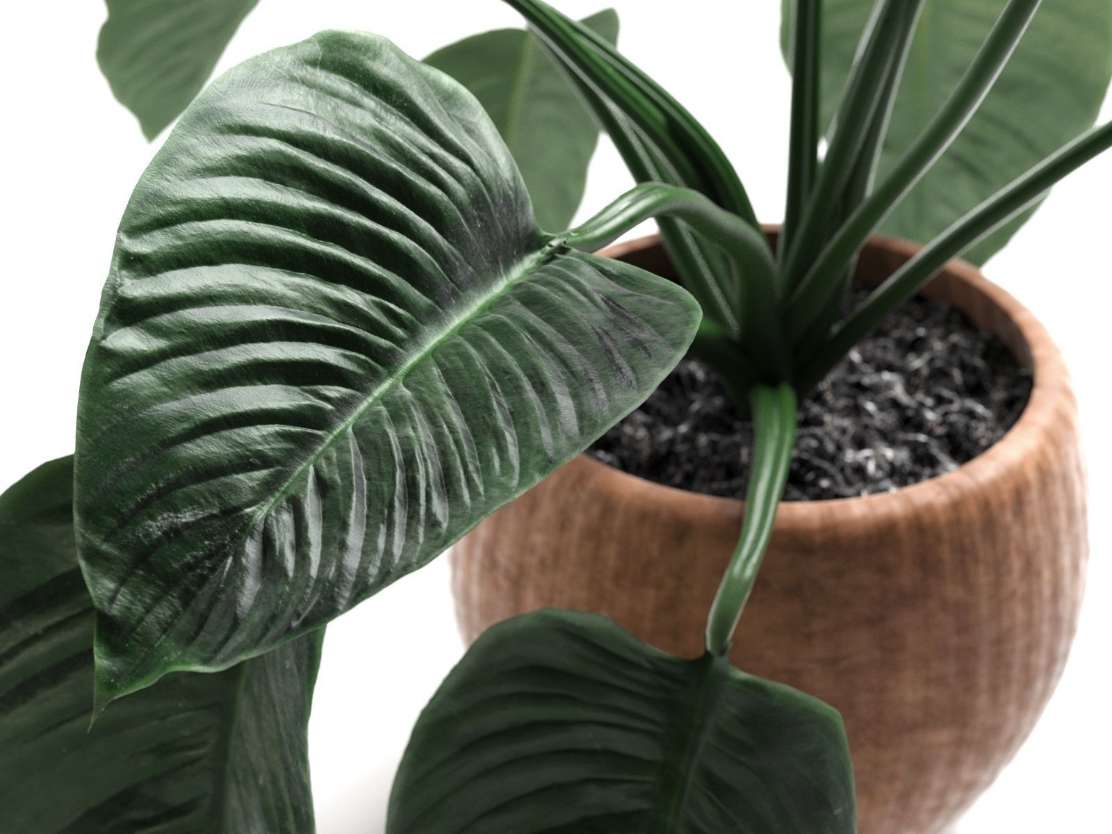 Lily Large Leaves 3D model_2