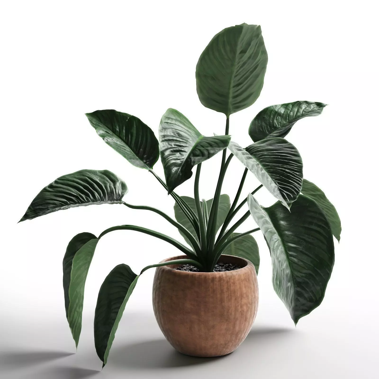 Lily Large Leaves 3D model_0