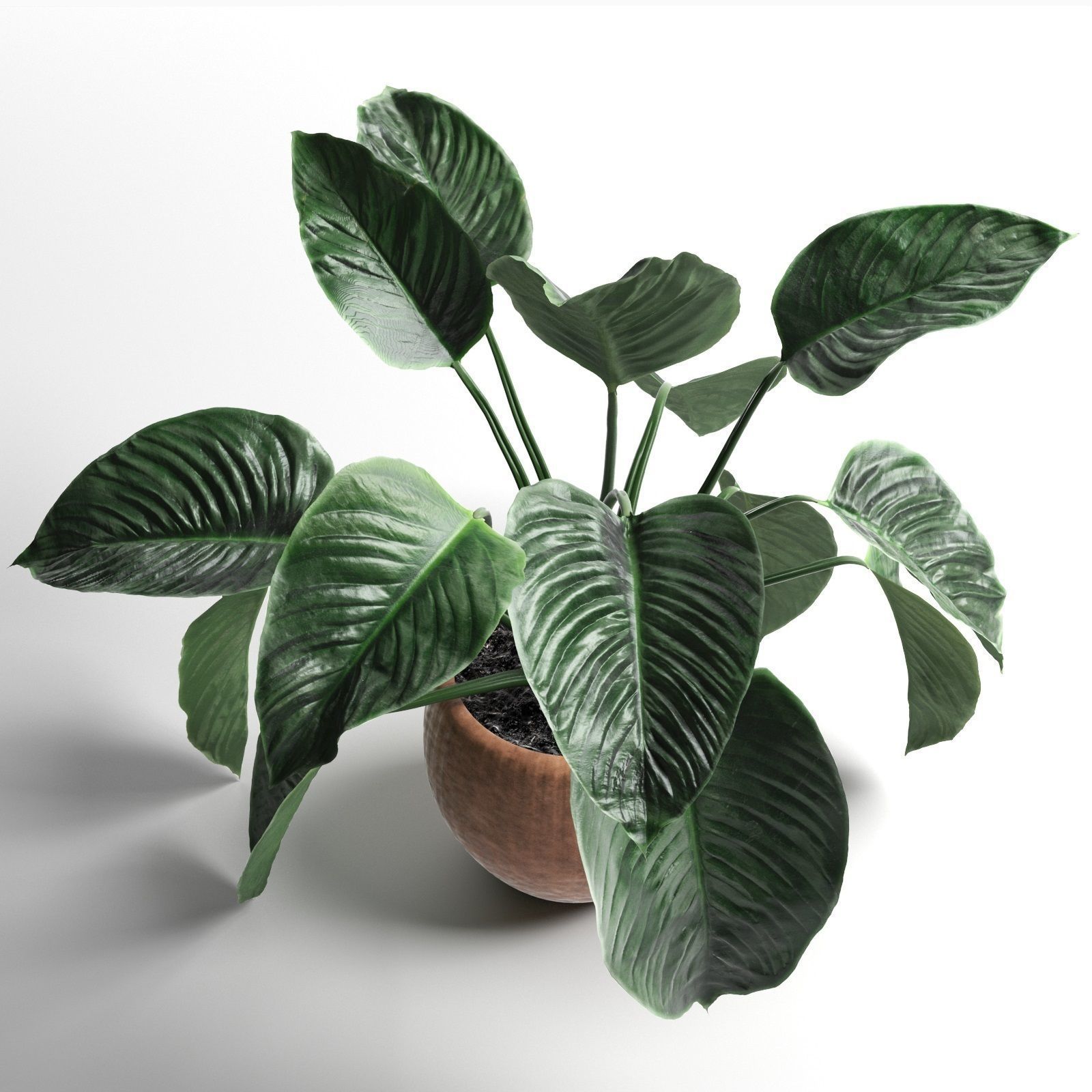 Lily Large Leaves 3D model_1