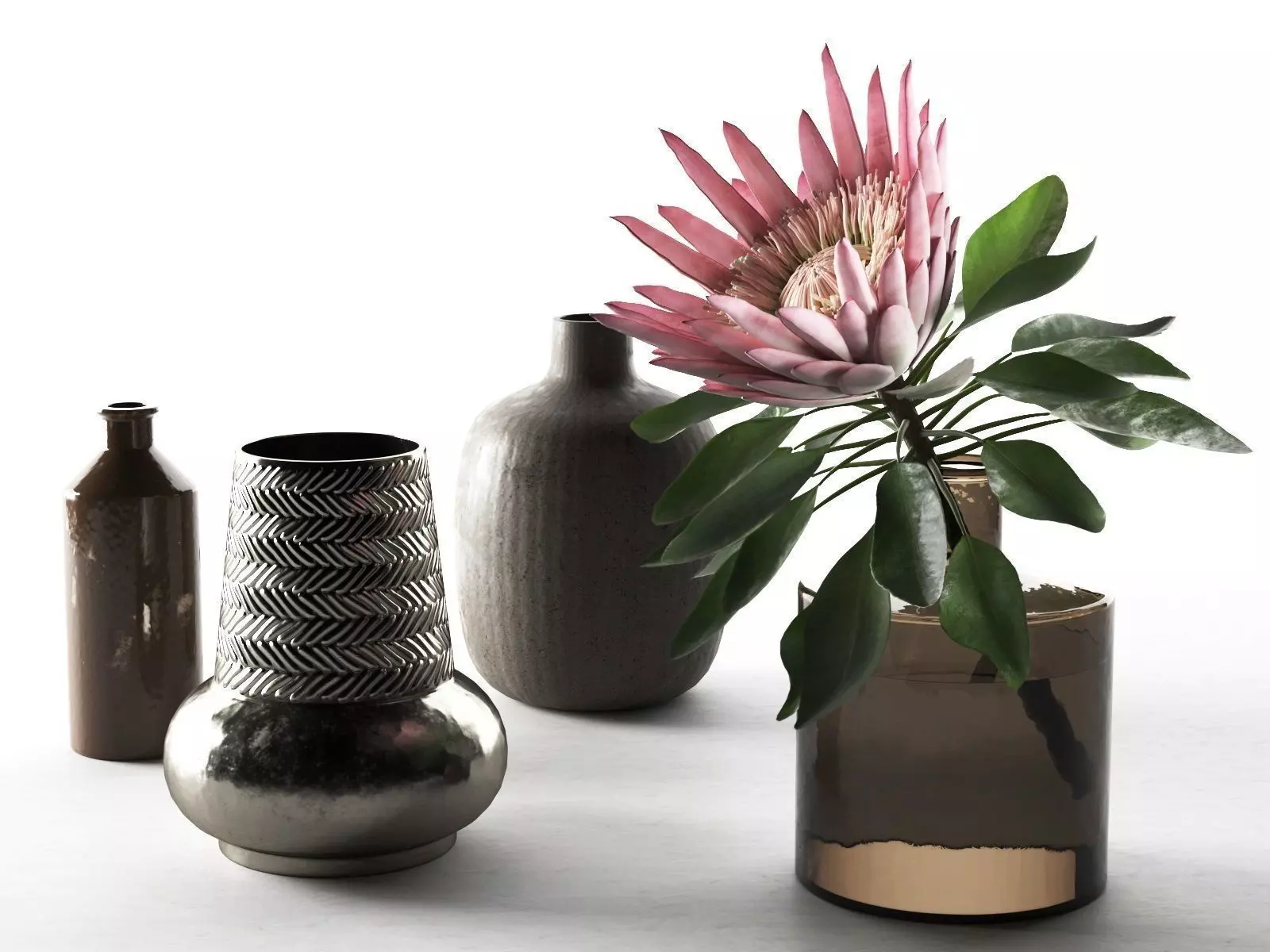 Amazing Protea Eximia Sugarbushes 3D model