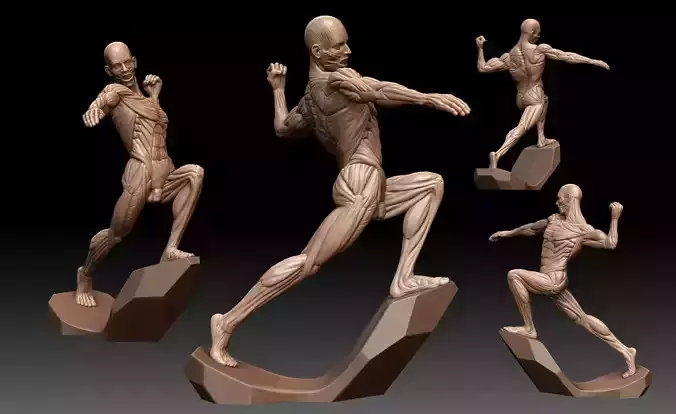 Male Anatomy Ecorche 3D model