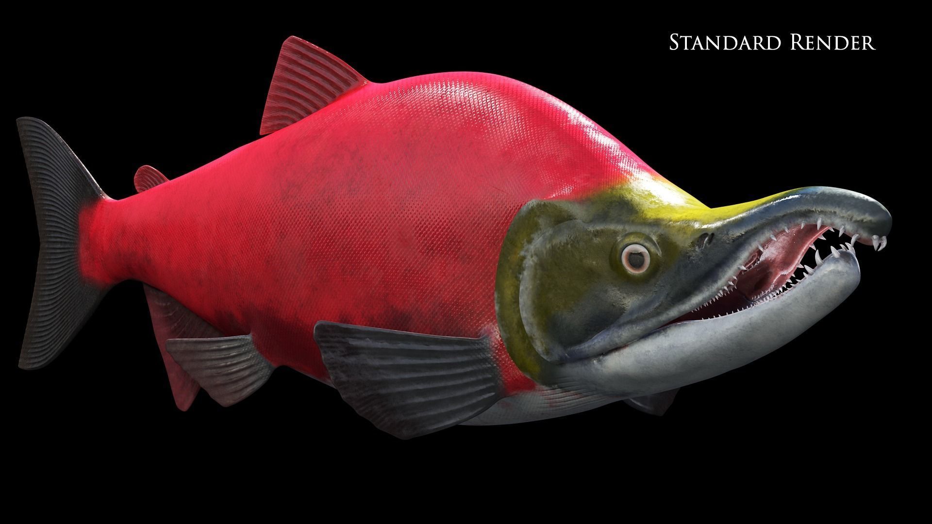 Oncorhynchus Nerka - The Red Sockeye Salmon Static 3D model_9