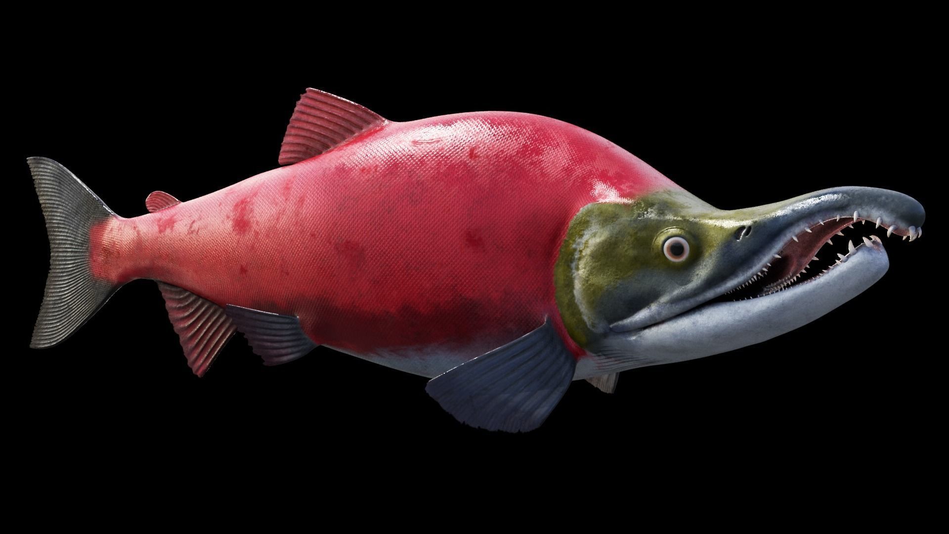 Oncorhynchus Nerka - The Red Sockeye Salmon Static 3D model_1