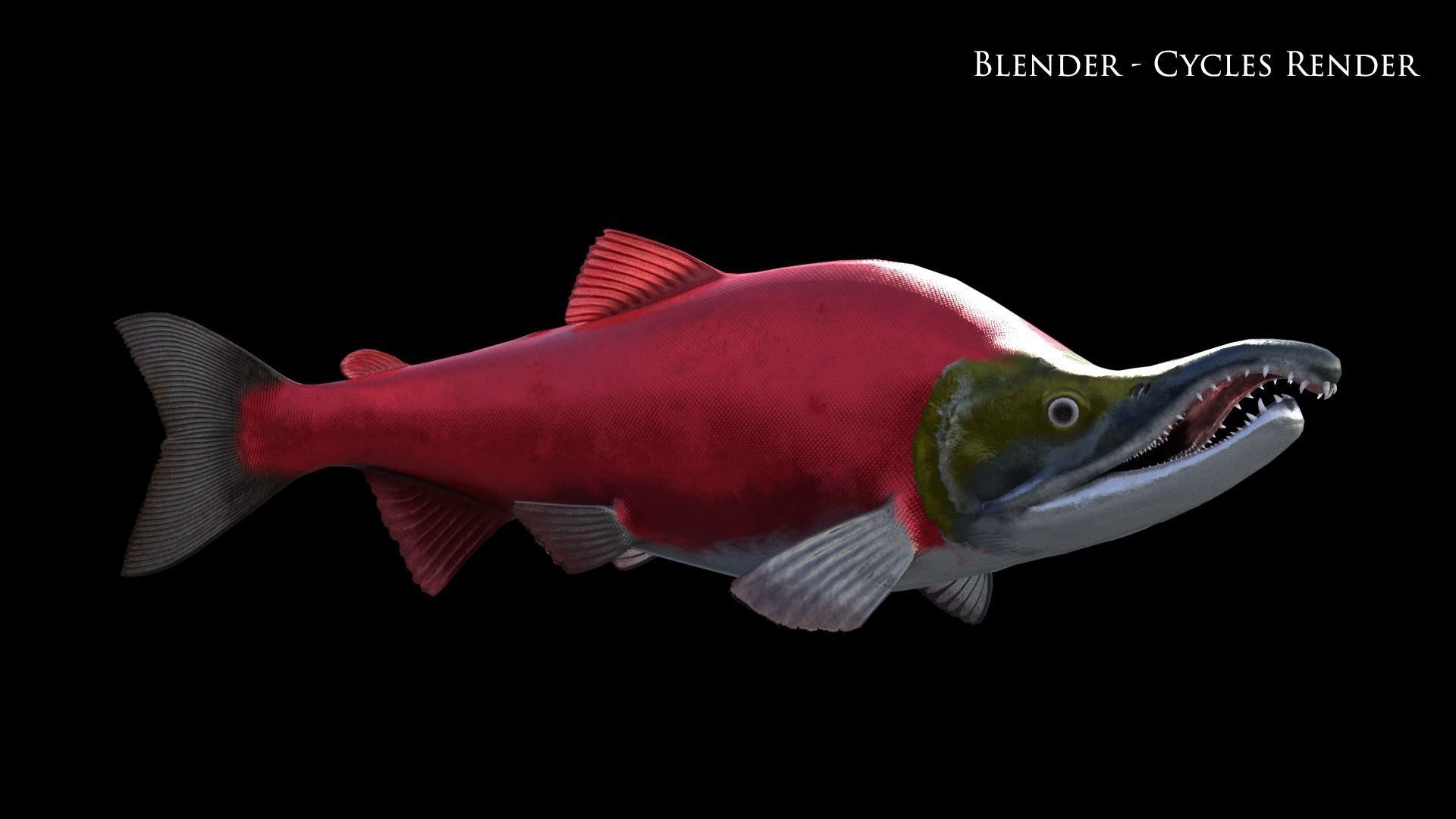 Oncorhynchus Nerka - The Red Sockeye Salmon Static 3D model_11