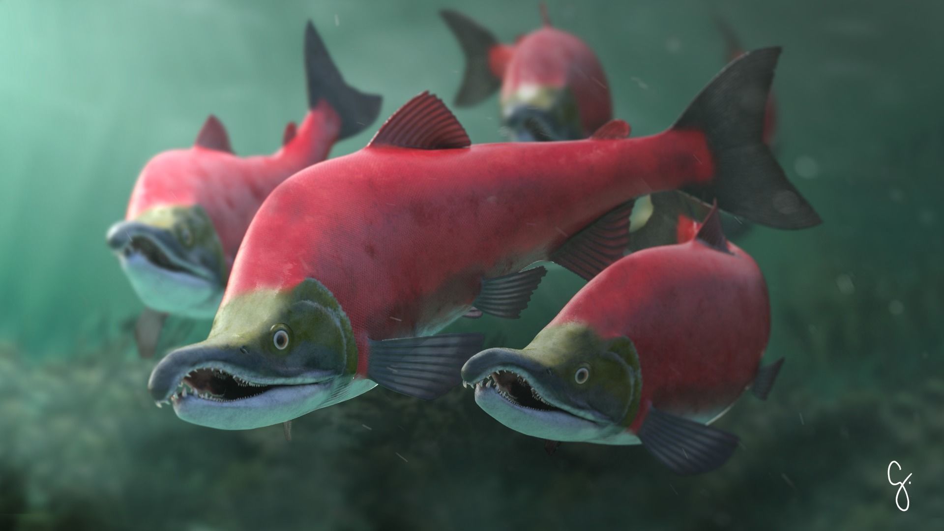 Oncorhynchus Nerka - The Red Sockeye Salmon Static 3D model_13