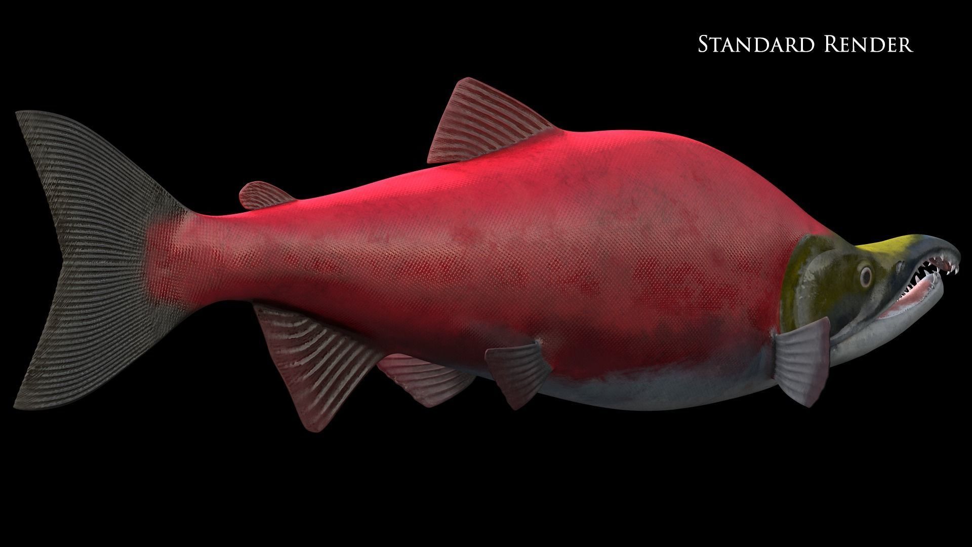 Oncorhynchus Nerka - The Red Sockeye Salmon Static 3D model_10