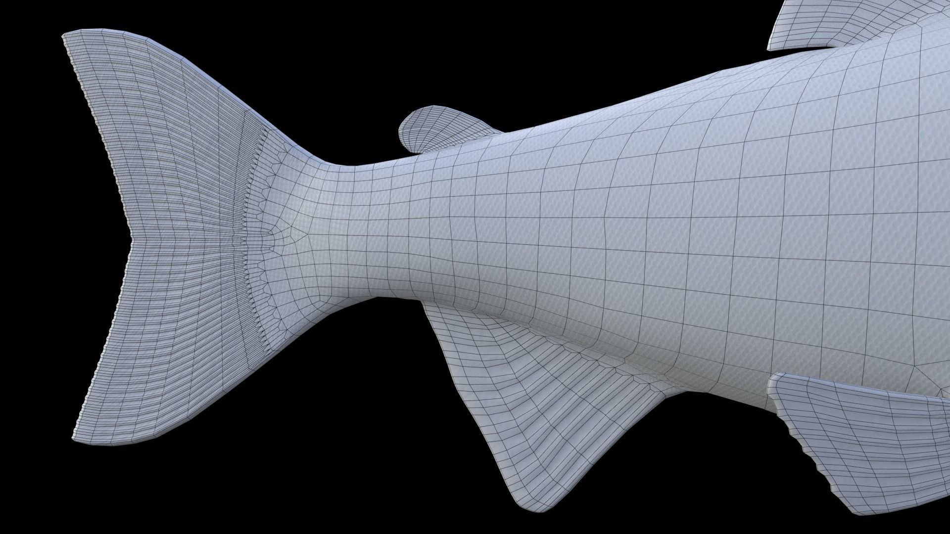 Oncorhynchus Nerka - The Red Sockeye Salmon Static 3D model_4