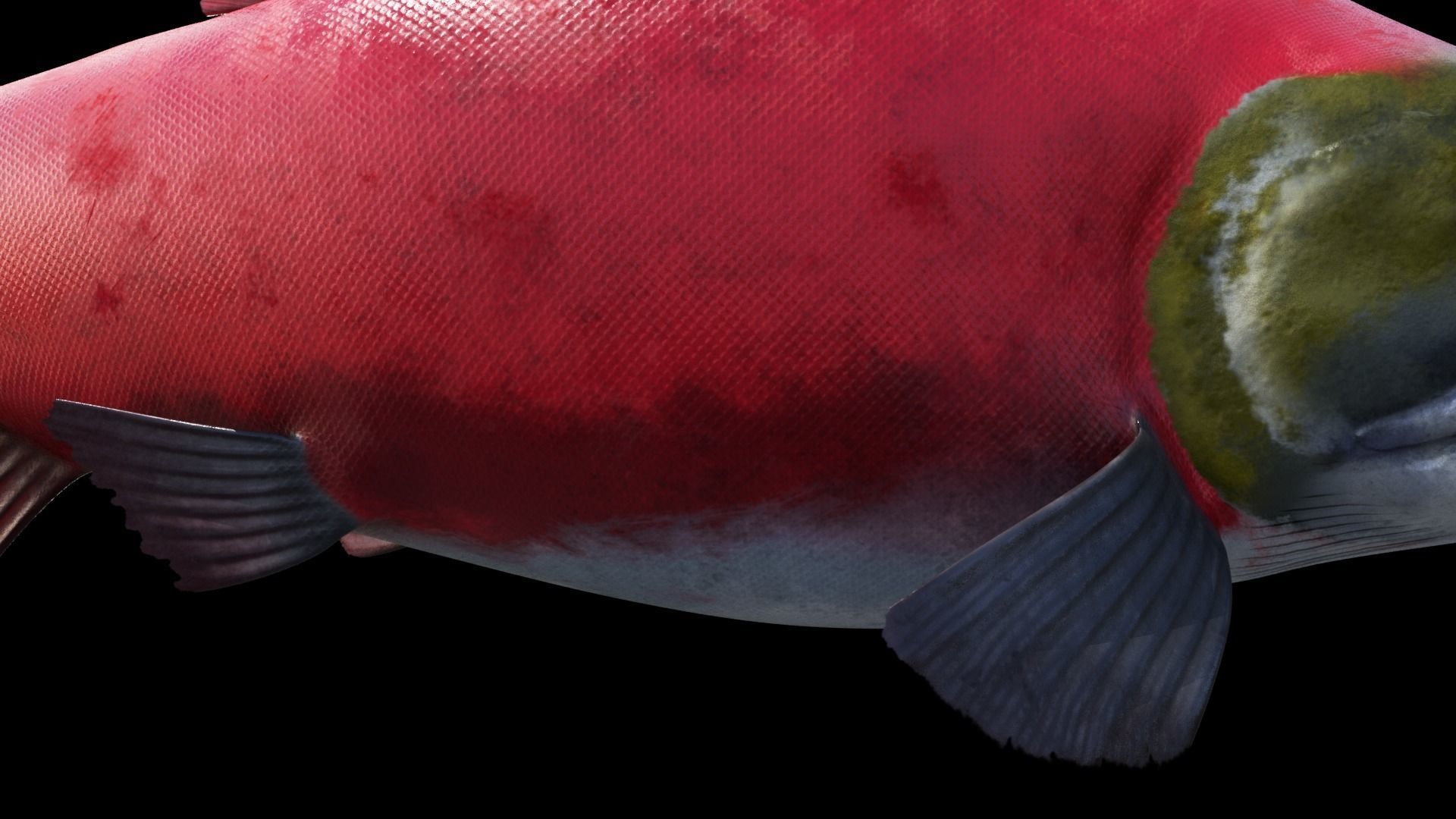 Oncorhynchus Nerka - The Red Sockeye Salmon Static 3D model_5