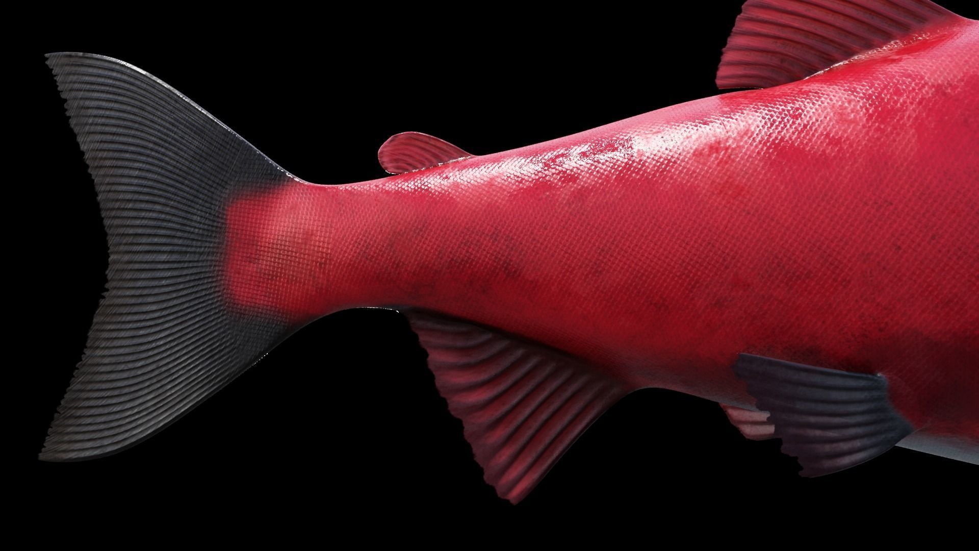 Oncorhynchus Nerka - The Red Sockeye Salmon Static 3D model_3