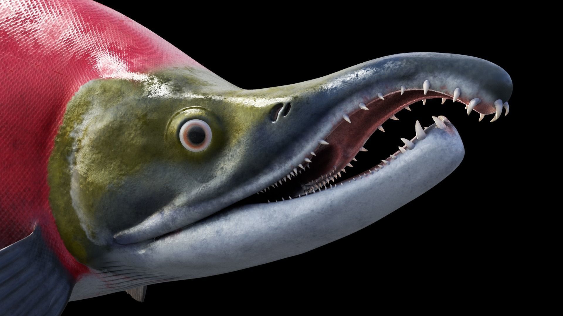Oncorhynchus Nerka - The Red Sockeye Salmon Static 3D model_7