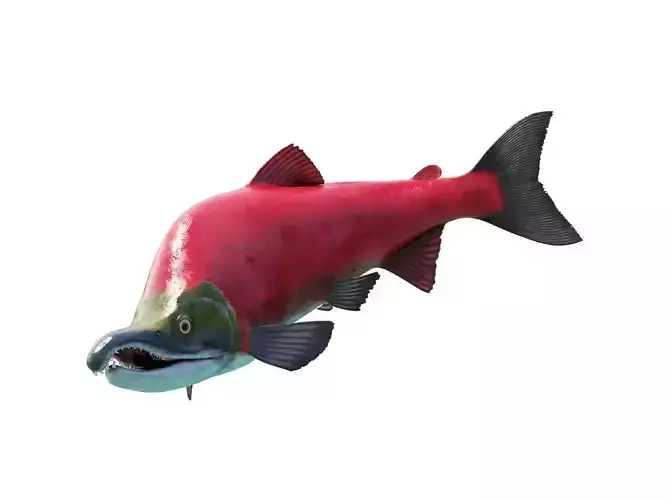 Oncorhynchus Nerka - The Red Sockeye Salmon Static 3D model