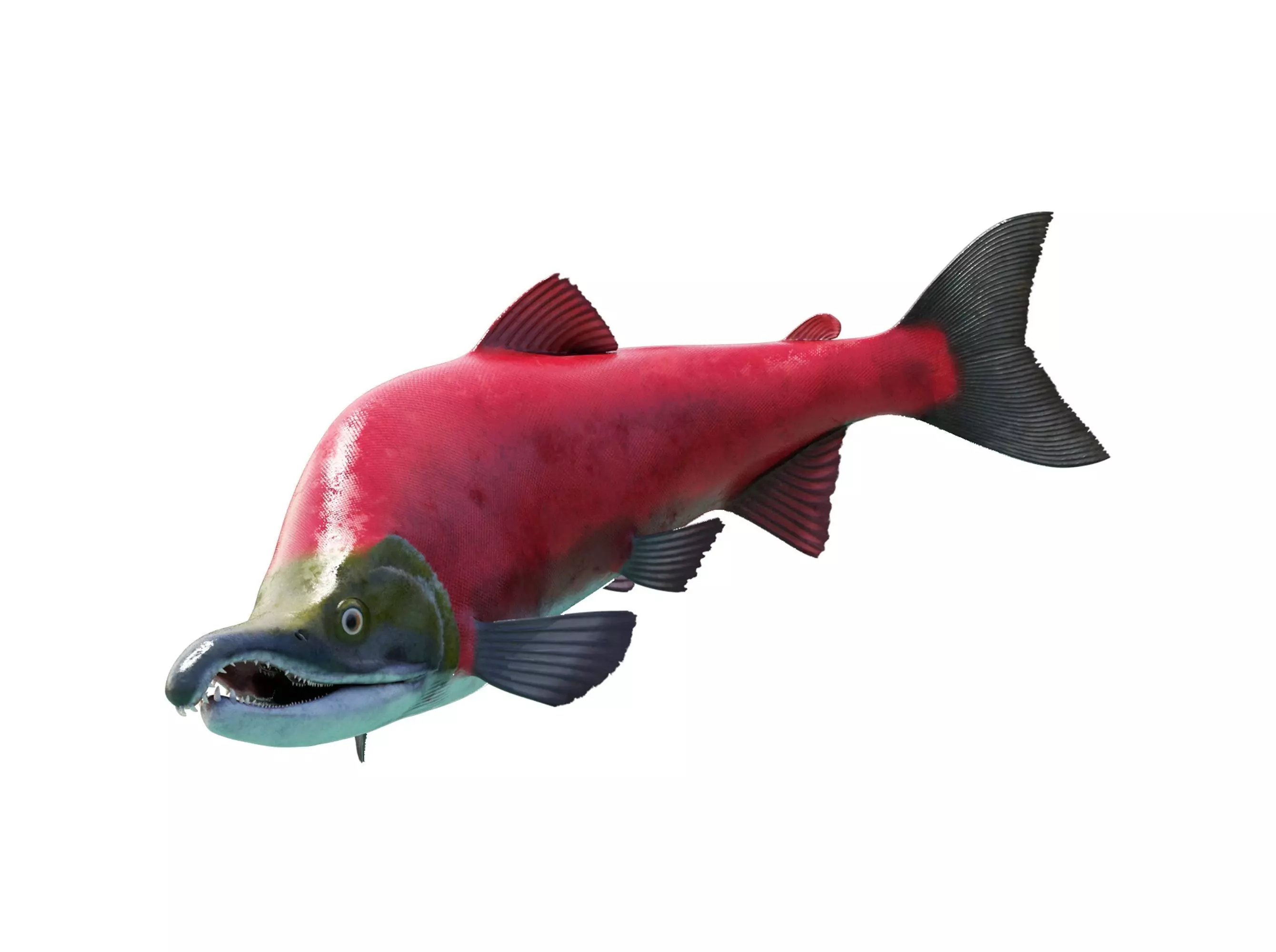Oncorhynchus Nerka - The Red Sockeye Salmon Static 3D model_0