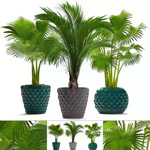 Collection palms palm tree in pot 3D model